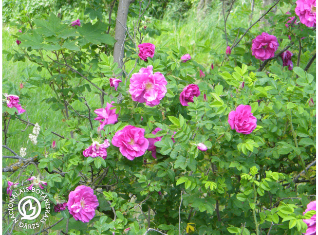 Rosa rugosa   'Plena'